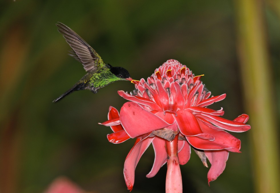 Blue Mountain Birding 4 Night Package for Two